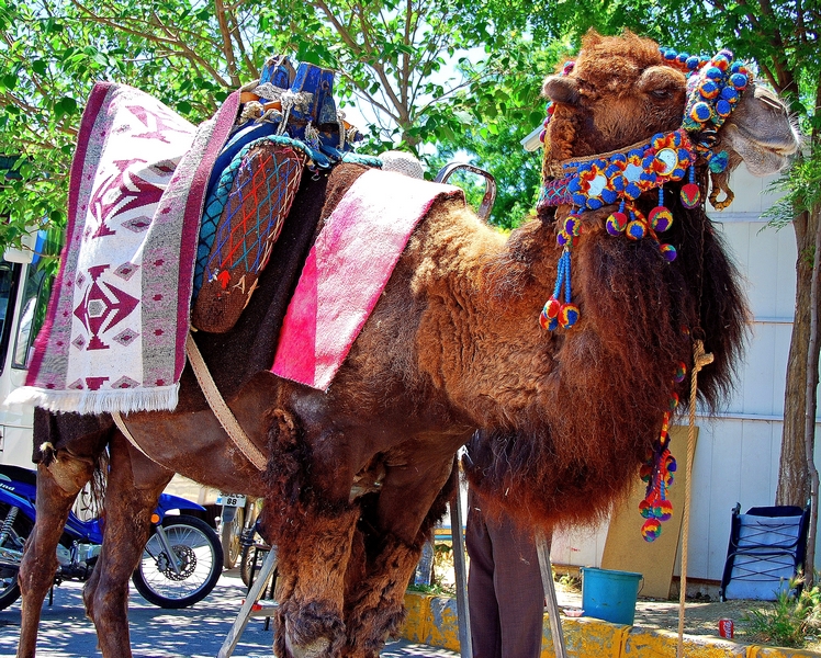 a camel with colorful saddles