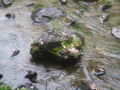 a rock in a stream